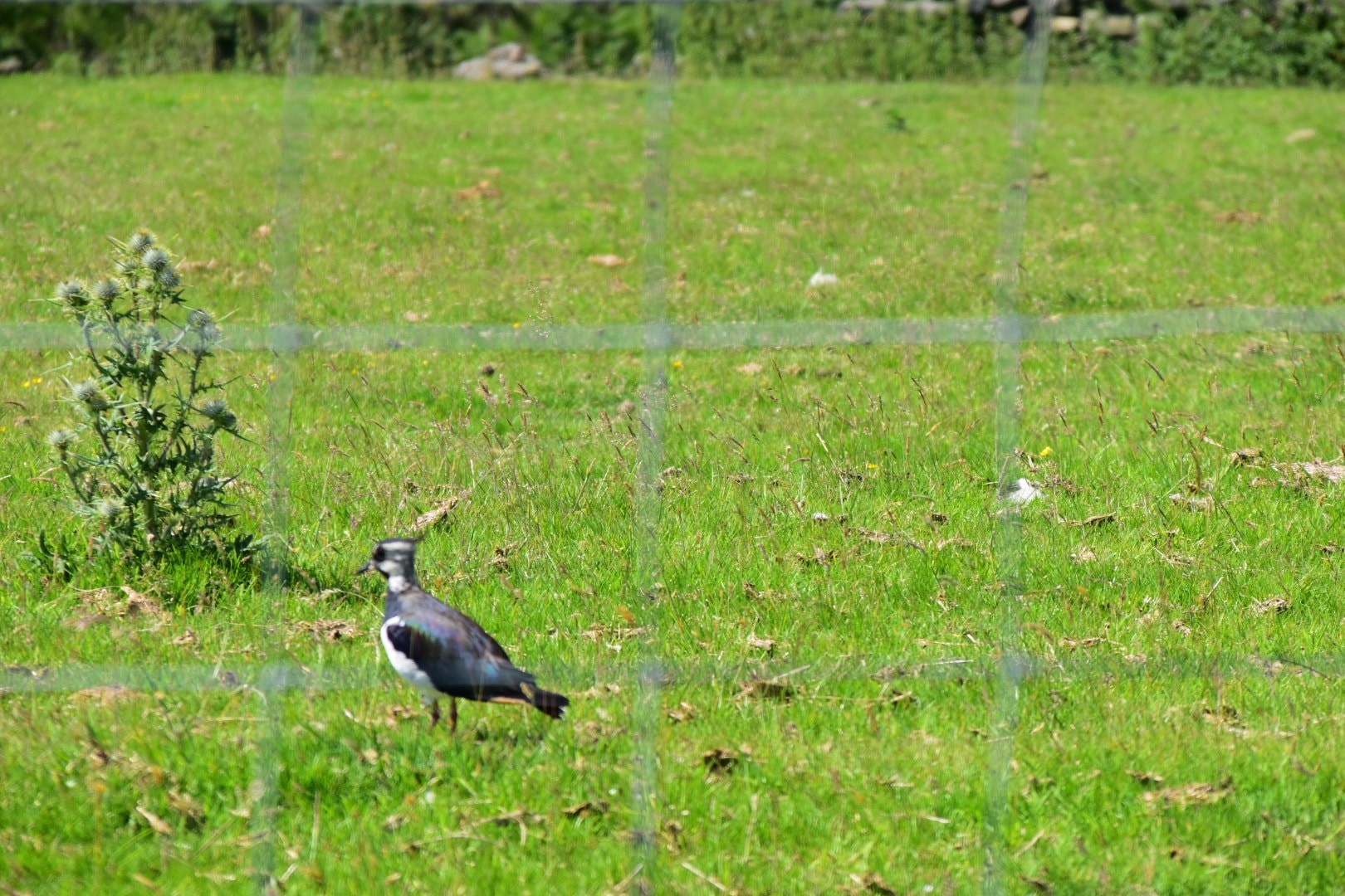 Wildlife in the Field